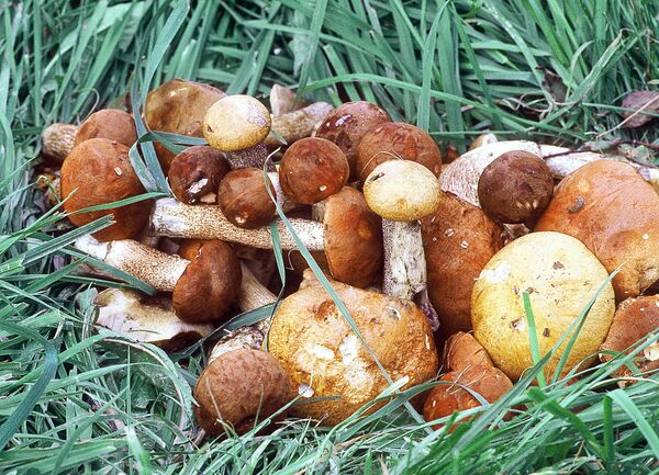 Ի՞նչ է տեղի ունենում օրգանիզմում, երբ սունկ ենք ուտում - Sputnik Արմենիա