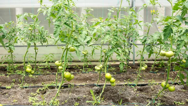 Проект UNDP Развитие местных общин: Учесть мнение каждого при финансовой поддержке Российской Федерации - Sputnik Армения