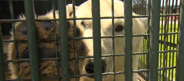 Белая медведица Ника сделала прогноз на ближайшие матчи Кубка конфедераций Белая медведица Ника сделала прогноз на ближайшие матчи Кубка конфедераций - Sputnik Արմենիա