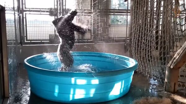 Танцующая горилла - Sputnik Արմենիա