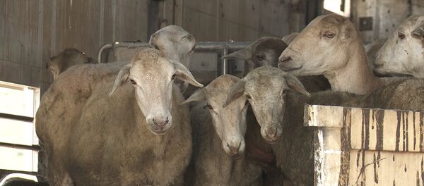 Հայաստանում նոր զարկ է ստանում ոչխարաբուծությունը - Sputnik Արմենիա