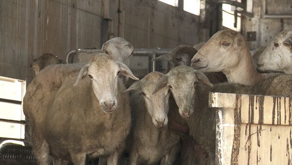 Հայաստանում նոր զարկ է ստանում ոչխարաբուծությունը - Sputnik Արմենիա