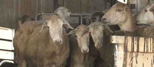 Овцеводство в Армении активно развивается - Sputnik Армения