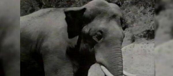 Гибель сбежавшего из ереванского зоопарка слона Вовы - Sputnik Армения