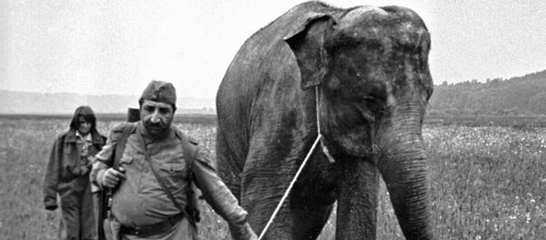 Ф. Мкртчян в фильме Солдат и слон Ф. Мкртчян в фильме Солдат и слон - Sputnik Արմենիա