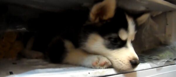 Хаски в морозильнике Хаски в морозильнике - Sputnik Արմենիա