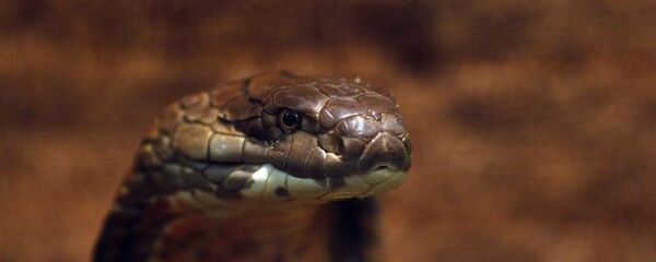 Открытие Крокодиловой фермы на ВВЦ в Москве Открытие Крокодиловой фермы на ВВЦ в Москве - Sputnik Армения