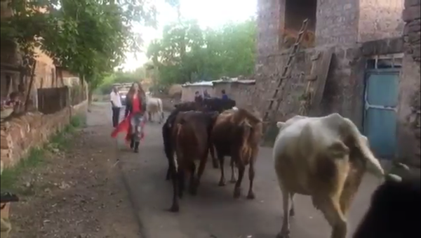 Коровы атаковали Ивету Мукучян - Sputnik Армения