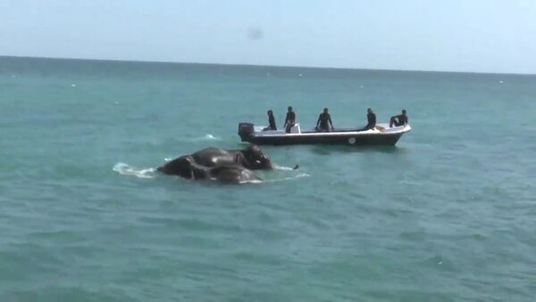 Спасение унесенных в море слонов у берегов Шри-Ланки. Кадры операции - Sputnik Армения