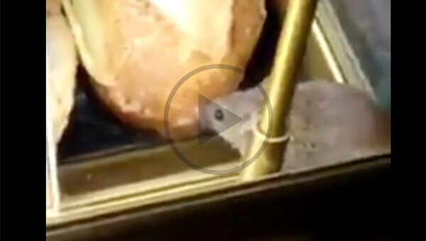 Мышка-обжора удивила пассажиров парижского аэропорта Шарль-де-Голль - Sputnik Армения