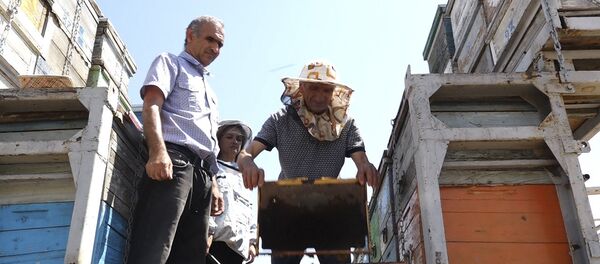 Մեղվապահները մեղր են պատրաստում Մեղվապահները մեղր են պատրաստում - Sputnik Արմենիա