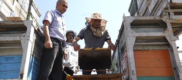 Армянские пчеловоды готовят цветочный мед Армянские пчеловоды готовят цветочный мед - Sputnik Армения