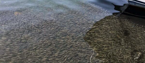 Рыба близ берега озера Севан - Sputnik Армения