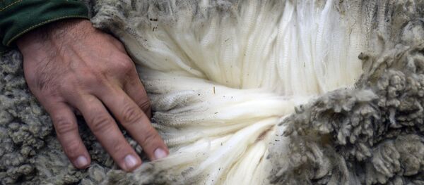 18-я Российская агропромышленная выставка Золотая осень - Sputnik Արմենիա