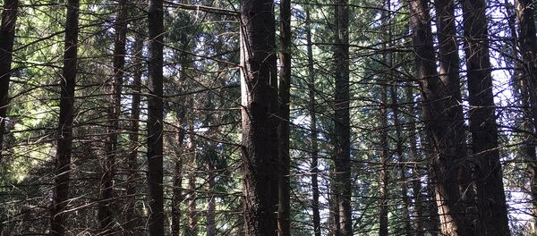 Дендропарк, Степанаван, Армения - Sputnik Արմենիա