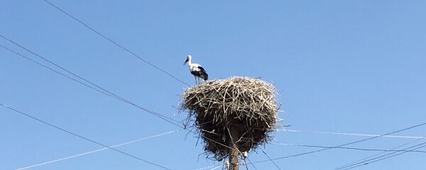 Аист, Армения - Sputnik Армения