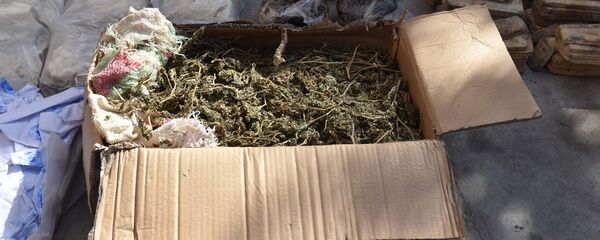 Уничтожение наркотических средств в Таджикистане - Sputnik Արմենիա