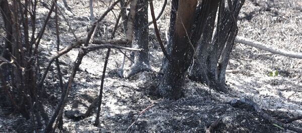 Пожар в Хосровском лесу - Sputnik Արմենիա