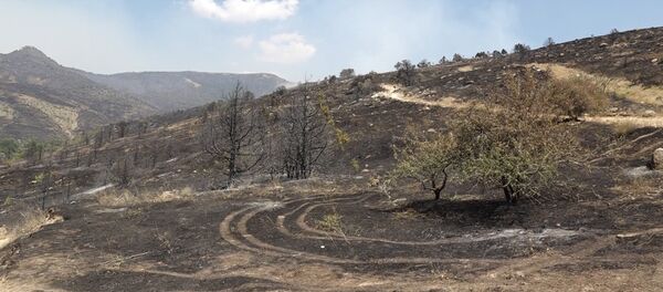 Пожар в Хосровском лесу - Sputnik Արմենիա