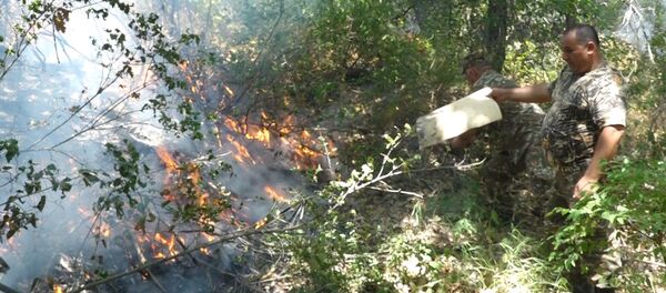 Пожар в Хосровском лесу - Sputnik Армения