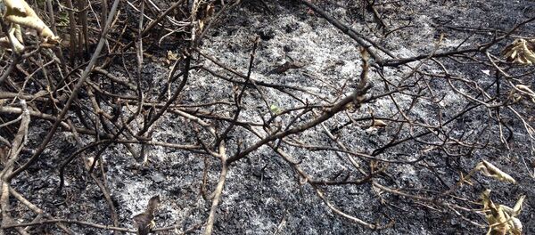 Пожар в Хосровском лесу - Sputnik Армения