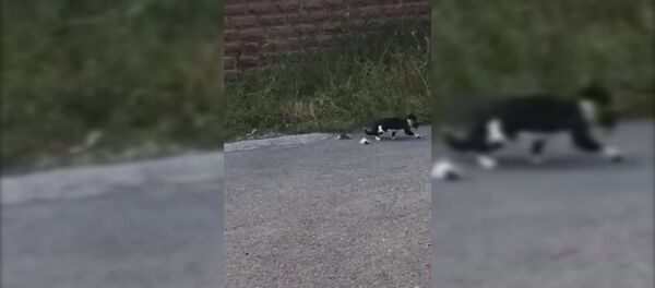 Очевидцы помогли кошке спасти котят и отнесли их в безопасное место - Sputnik Армения