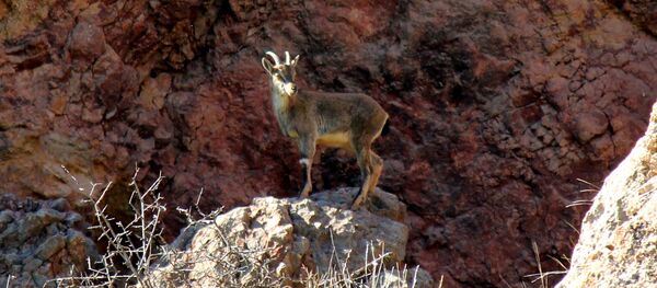 Безоаровый козел. Армения Безоаровый козел. Армения - Sputnik Արմենիա