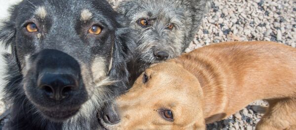 Приют для бездомных животных Динго Приют для бездомных животных Динго - Sputnik Армения