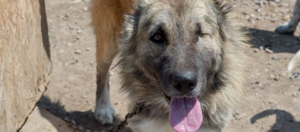 Приют для бездомных животных Динго Приют для бездомных животных Динго - Sputnik Армения