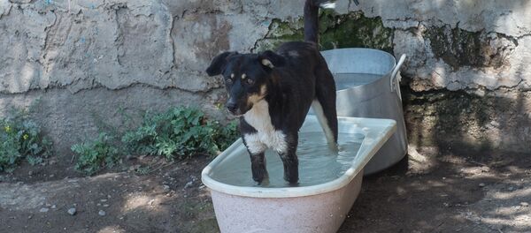 Приют для бездомных животных Динго Приют для бездомных животных Динго - Sputnik Արմենիա