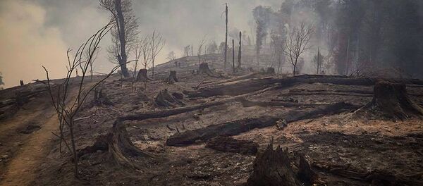 Боржоми-Харагаульский лес после пожара на горе Торта у села Квибиси - Sputnik Армения