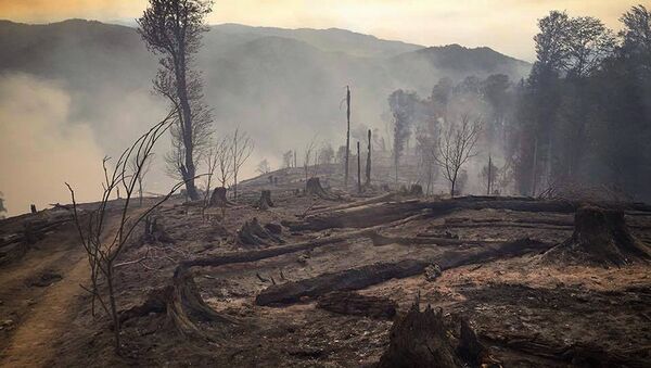Боржоми-Харагаульский лес после пожара на горе Торта у села Квибиси - Sputnik Армения