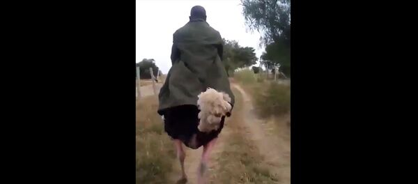 Джайлам-сервис или когда не хватает денег на такси - Sputnik Армения