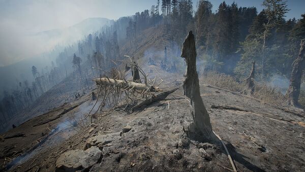 Боржоми-Харагаульский лес после пожара - Sputnik Армения