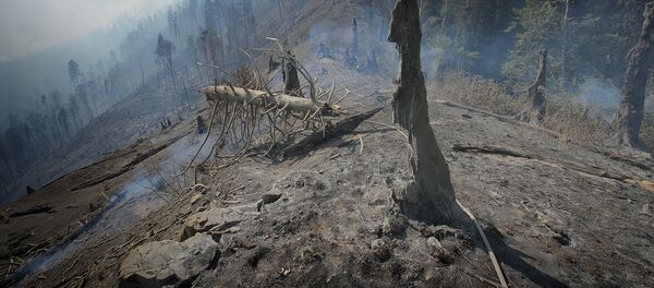 Боржоми-Харагаульский лес после пожара - Sputnik Արմենիա