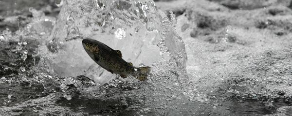 Мальки радужной форели - Sputnik Армения