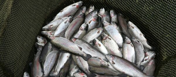 Погибшая форель Погибшая форель - Sputnik Արմենիա