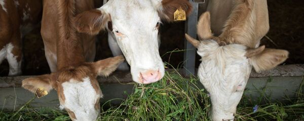 Скотобойня Скотобойня - Sputnik Армения