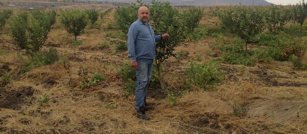 Сад армянской семьи Асмарян из Сирии в Республике Арцах Сад армянской семьи Асмарян из Сирии в Республике Арцах - Sputnik Արմենիա