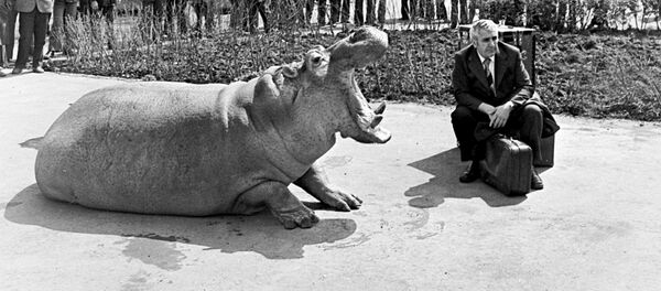 Гиппопотам из цирка на прогулке в центре Еревана Гиппопотам из цирка на прогулке в центре Еревана - Sputnik Армения