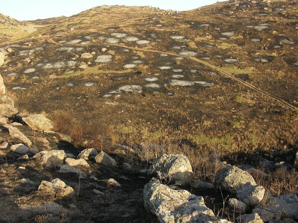 Хосровский лес после пожара - Sputnik Армения