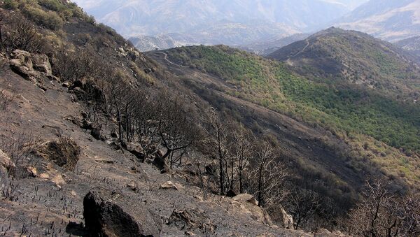 Хосровский лес после пожара - Sputnik Армения