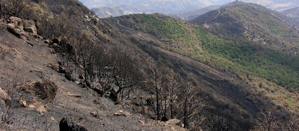 Хосровский лес после пожара - Sputnik Արմենիա