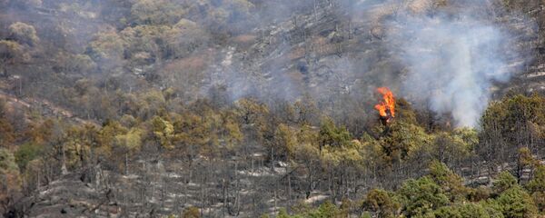 Пожар в Хосровском лесу Пожар в Хосровском лесу - Sputnik Արմենիա