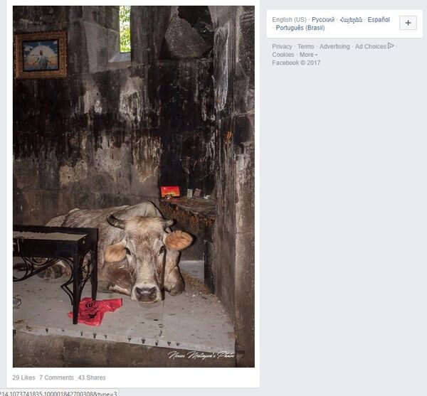 Корова в монастыре Кобайр Корова в монастыре Кобайр - Sputnik Армения