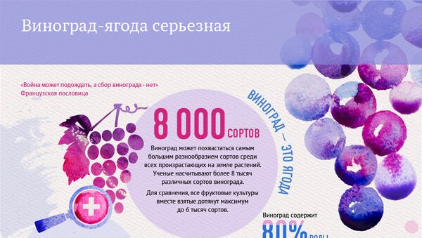 Инфографика. Виноград-ягода серьезная - Sputnik Армения