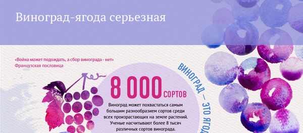 Инфографика. Виноград-ягода серьезная - Sputnik Армения