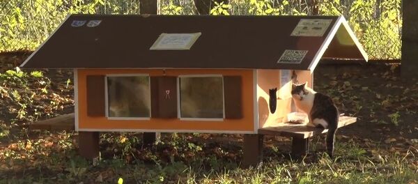СПУТНИК_Рижанин построил 80 домиков для бездомных кошек СПУТНИК_Рижанин построил 80 домиков для бездомных кошек - Sputnik Արմենիա