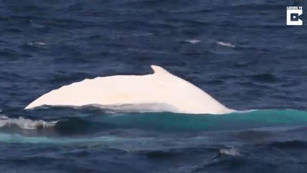Белый кит попал на видео - Sputnik Արմենիա