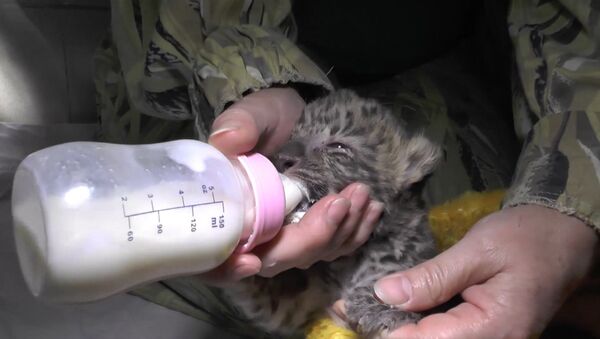 Детеныш дальневосточного леопарда родился в ялтинском зоопарке - Sputnik Արմենիա